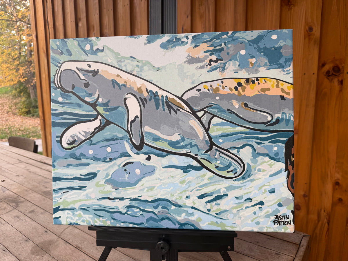 Wrapped canvas print of two manatees swimming in blue water